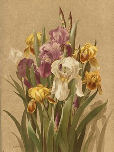 Fleur De Lis, n.º 3