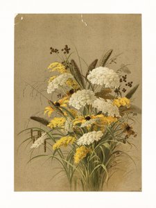 Cicuta, ervas-olho-de-boi e vara-de-ouro