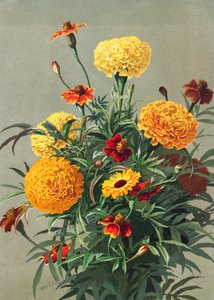 Calêndulas
