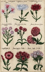 Diferentes variedades de cravo, Dianthus caryophyllus de Emanuel Sweert