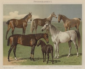 Raças de cavalos de Emil Volkers