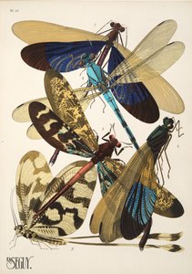 Placa 10 de Insectes, pub. Anos 30 (impressão pochoir) de Émile Allain Séguy