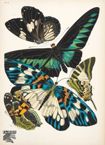 Prato 10, do Butterflies, pub. 1925 (impressão em estêncil) de Émile Allain Séguy