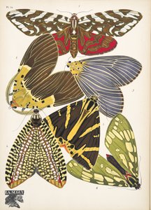 Placa 14, de Butterflies, pub. 1925 (impressão em estêncil) de Émile Allain Séguy