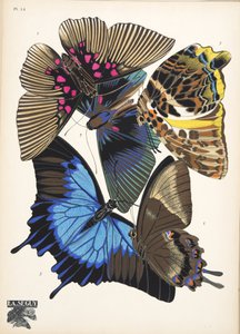 Placa 16, de Papillons, pub. 1925 (pochoir print) de Émile Allain Séguy