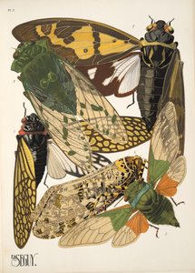 Placa 2 de Insectes, pub. Anos 30 (impressão pochoir) de Émile Allain Séguy