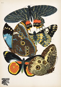 Placa 2, de Butterflies, pub. 1925 (impressão em estêncil)