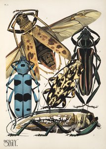 Placa 3 de Insectes, pub. Anos 30 (impressão pochoir) de Émile Allain Séguy