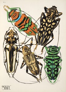 Placa 4 de Insectes, pub. 1930 (impressão pochoir) de Émile Allain Séguy
