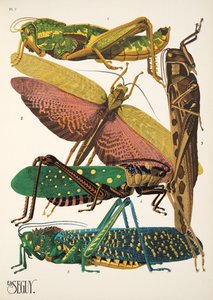 Placa 7 de Insectos, pub. Anos 30 (impressão a stencil) de Émile Allain Séguy