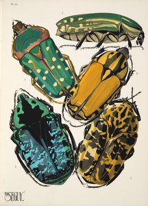 Placa 12 de Insectes, pub. 1930 (impressão pochoir) de Émile Allain Séguy