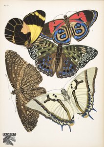 Placa 12, de Butterflies, pub. 1925 (impressão em estêncil) de Émile Allain Séguy