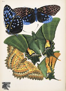 Placa 6, de Papillons, pub. 1925 (pochoir print)