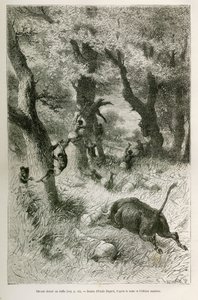 Deroute da expedição em frente à carga de um búfalo, desenho de Emile Bayard, para ilustrar a história: Por toda a África, de Zanzibar (Tanzânia) a Benguela (Angola), de 1872 a 1876, pelo Tenente V.H.Cameron. Gravura em Le tour du monde de Emile Antoine Bayard