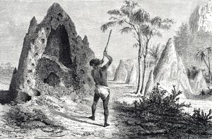 Redes das Formigas Brancas, Térmitas (gravura) de Emile Antoine Bayard