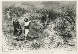 A coleção de massa, uma resina branca de lentis, durante o verão, é a base da fabricação de uma aguardente de anis, desenhada por Emile Bayard, para ilustrar a história "Chio Island" (Turquia Oriental), em 1877, pelo Dr. A. Testevuide. Gravura em Le de Emile Antoine Bayard