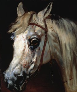 Cabeça de um cavalo árabe, c.1840-50 (óleo sobre tela) de Emile Jean Horace Vernet