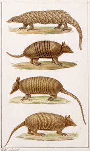 Um tamanduá-bandeira e três tipos de tatu de Emile Theophile Blanchard