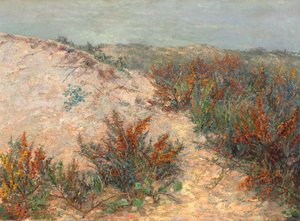 Dunas com espinheiro-marinho perto de Knokke