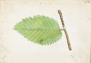 Jagged Leaf Edge Caterpillar, estudo para o livro Concealing Coloration in the Animal Kingdom de Emma Beach Thayer