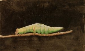 Lagarta da borda da folha da praia com manchas maiores, estudo para o livro Concealing Coloration in the Animal Kingdom