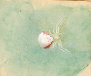 Aranha branca de porcelana de Emma Beach Thayer