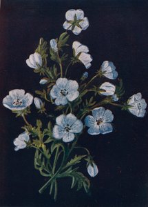 Olhos azuis de bebê, c1915, 1915