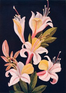 Azaléia da Califórnia, c1915, 1915
