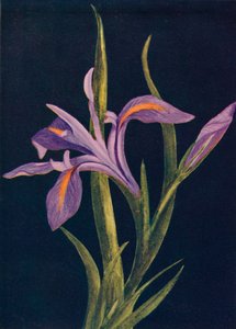 Íris à terra, c1915, 1915