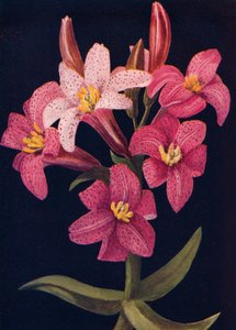 Lírio rubi, c1915, 1915