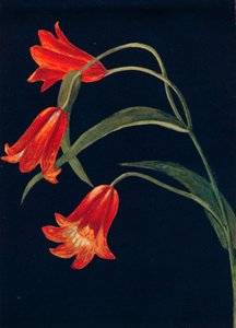 Fritillaria Escarlate, c1915, 1915