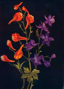 Escarlate e Larkspur azul, c1915, 1915