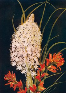 Pincel de grama escarlate e escarlate, c1915, 1915