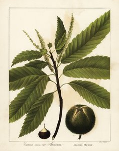 American chestnut, Castanea dentata Castanea vesca var