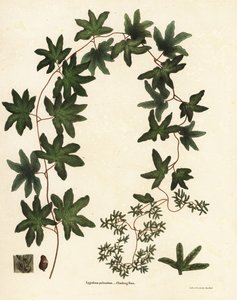samambaia trepadora americana ou samambaia de Hartford, Lygodium palmatum