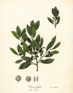 Chá apalachiano, folhas de tintura, sempre verde winterberry, gallberry e inkberry, Ilex glabra
