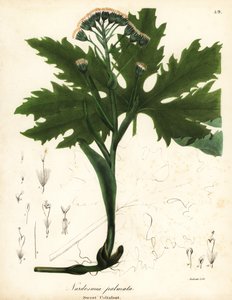 Coltsfoot doce ártico ou butterbur ártico, Petasites frigidus var