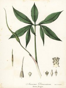 Dragão verde ou raiz de dragão, Arisaema dracontium