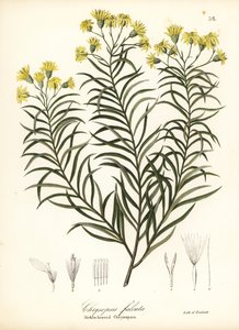 Seda de foice ou áster dourado com folhas de foice, Pityopsis falcata (crisopsis com folhas de foice, Chrysopsis falcata)