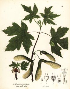 Acer saccharinum, Acer saccharinum (Acer dasycarpum, Acer dasycarpum)