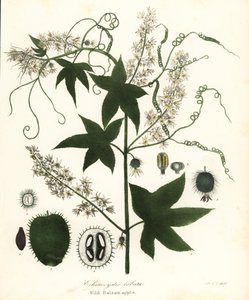 Pepino silvestre, pepino picante, pepino bur ou maçã bálsamo silvestre, Echinocystis lobata