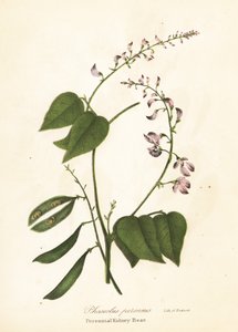 Feijão selvagem, Phaseolus polystachios (Perennial kidney-bean, Phaseolus perennis)