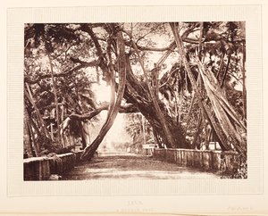 Uma árvore Banyan, Java de English Photographer