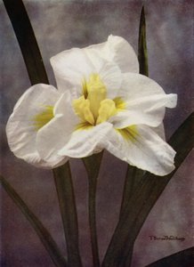 Uma forma japonesa dupla de I Kaempferi (foto a cores) de English Photographer