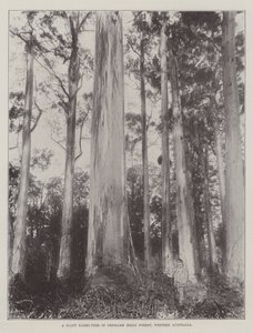 Um, gigante, Karri-Tree, em, dinamarca, colinas, floresta, austrália ocidental
