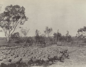 Uma estação de ovelhas no sul de Queensland de English Photographer
