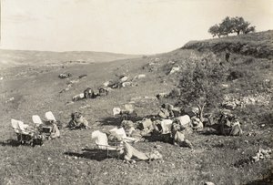 Camelos de ambulância, c.1916-19 (foto a p/b) de English Photographer