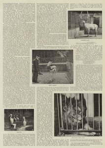 Um fotógrafo amador no zoológico