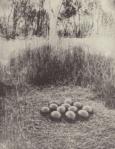 Um Emus Neet de English Photographer