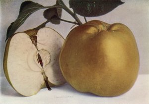 Apple, Lord Derby (fotografia a cores) de English Photographer